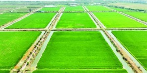 助力农业绿色发展，合肥4万亩再生稻走出新路