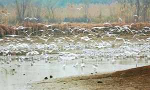 成群红嘴鸥聚集巢湖半岛国家湿地公园